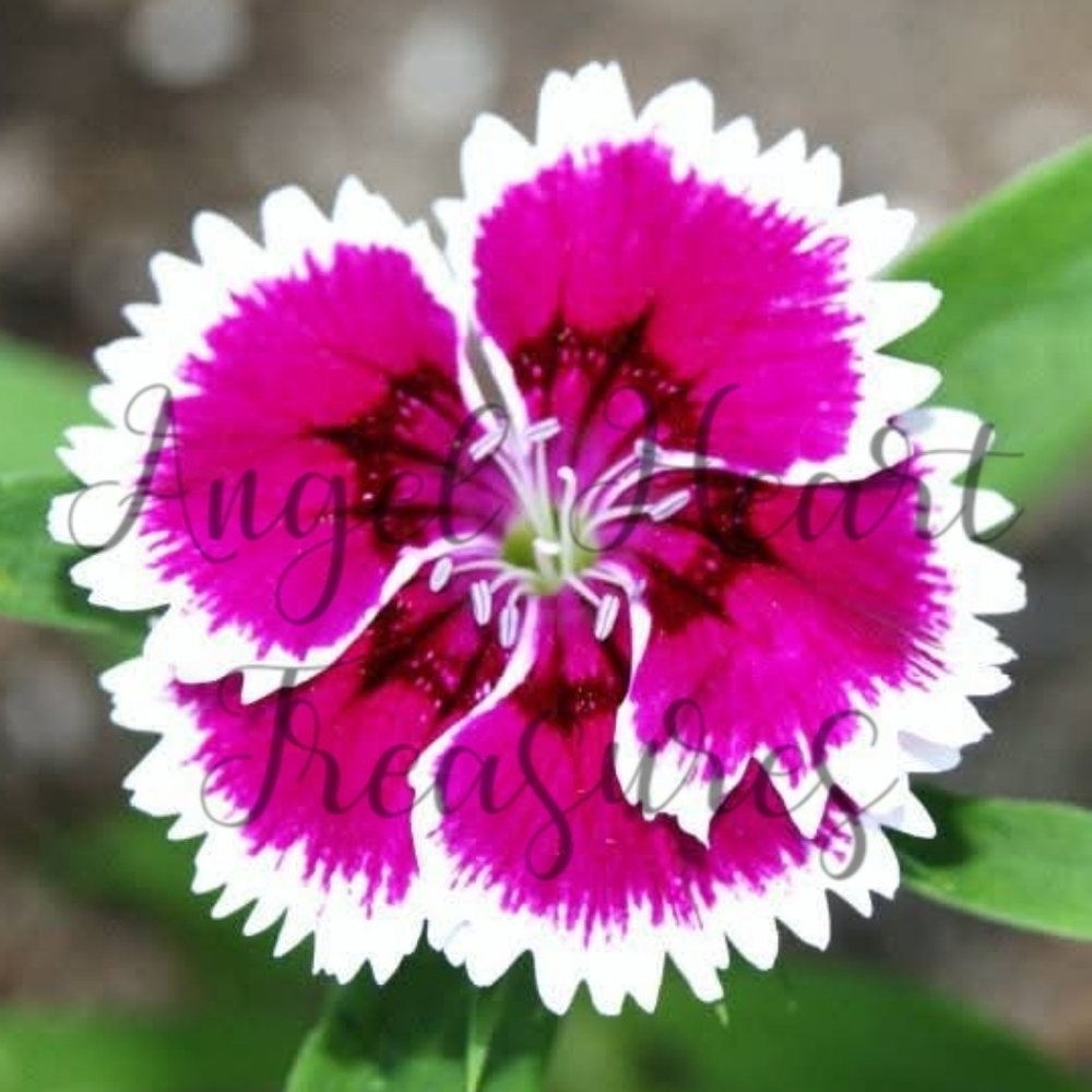 5x7 Original Nature Photography Of Hot Pink White & Black Dianthus Flowe…